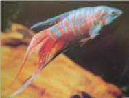 Paradise Fish